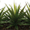 Tafelaufsatz 3 künstliche Aloe Vera H17cm - Weiß - Atmosphera créateur d'intérieur